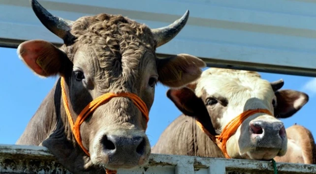 Kurbanlık seçerken nelere dikkat edilir: İslam’a göre kurban nasıl olmalı?
